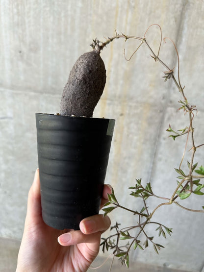 【現品限り】キフォステンマ・モンタグナッキー抜き苗輸入後２年管理【D65】 Cyphostemma montagnacii