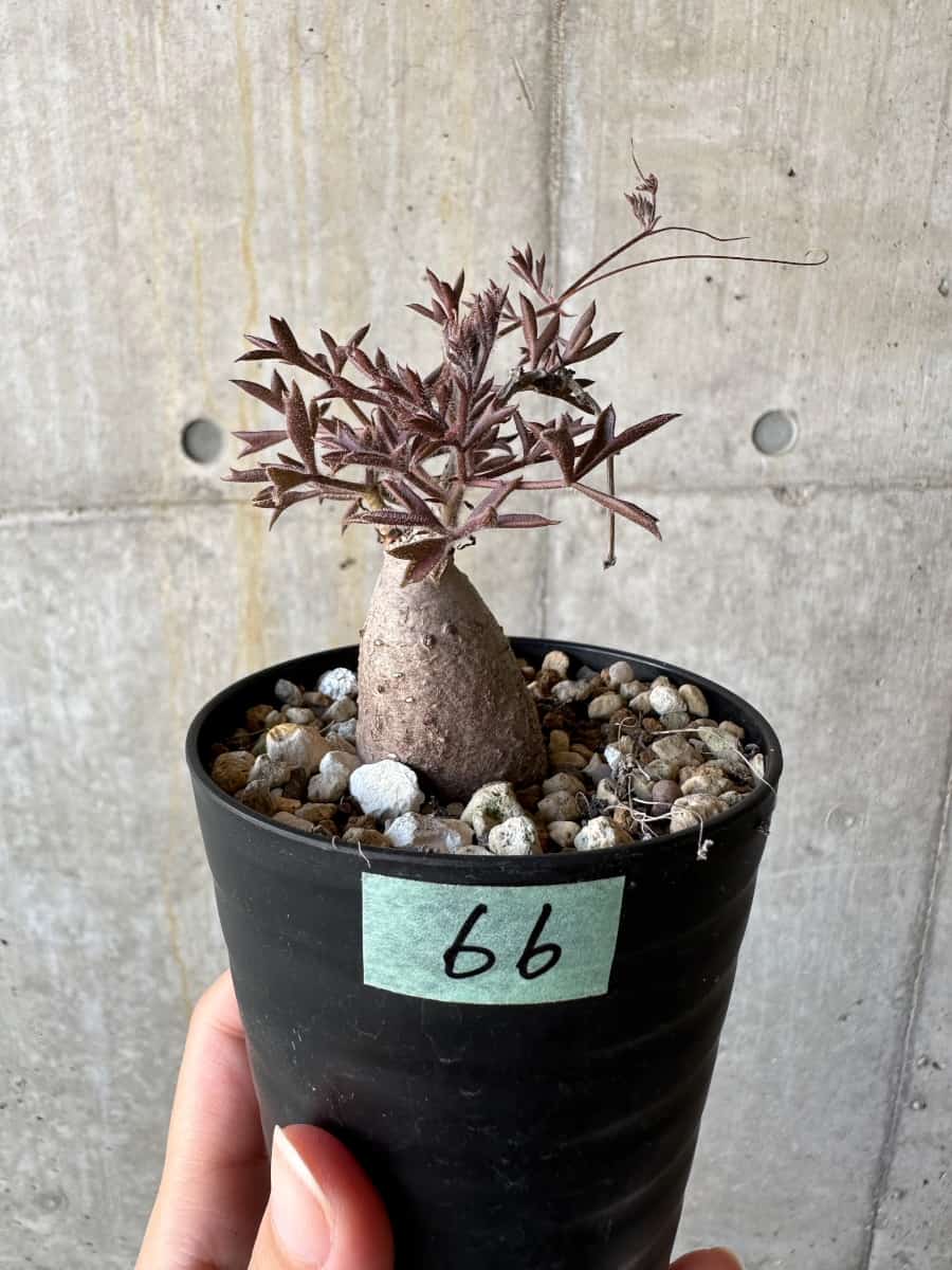 【現品限り】キフォステンマ・モンタグナッキー抜き苗輸入後２年管理【D66】 Cyphostemma montagnacii