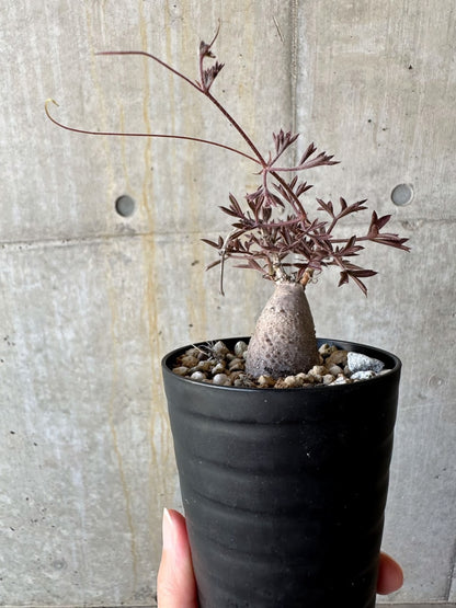 【現品限り】キフォステンマ・モンタグナッキー抜き苗輸入後２年管理【D66】 Cyphostemma montagnacii