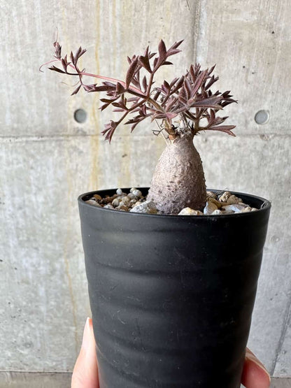 【現品限り】キフォステンマ・モンタグナッキー抜き苗輸入後２年管理【D66】 Cyphostemma montagnacii