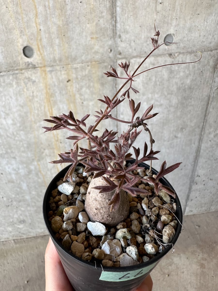 【現品限り】キフォステンマ・モンタグナッキー抜き苗輸入後２年管理【D66】 Cyphostemma montagnacii