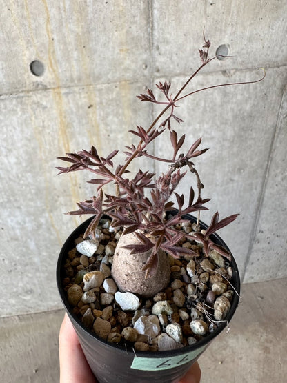 【現品限り】キフォステンマ・モンタグナッキー抜き苗輸入後２年管理【D66】 Cyphostemma montagnacii