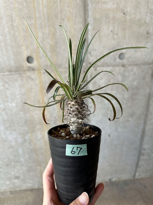 【現品限り】パキポディウム・ゲアイー【D67】 Pachypodium geayi