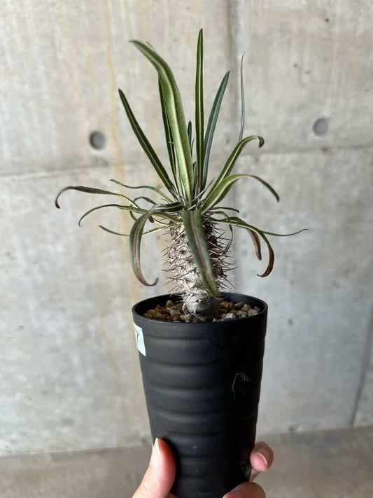 【現品限り】パキポディウム・ゲアイー【D67】 Pachypodium geayi