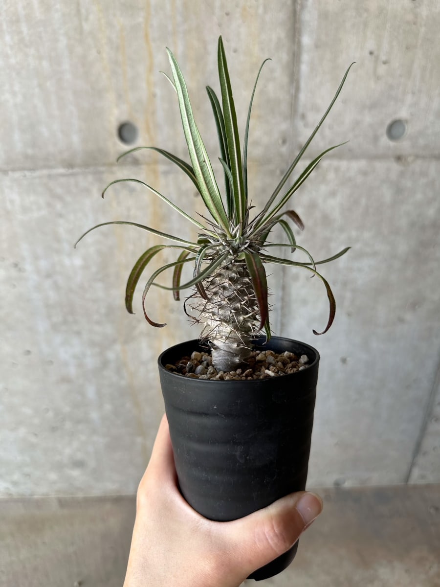 【現品限り】パキポディウム・ゲアイー【D67】 Pachypodium geayi