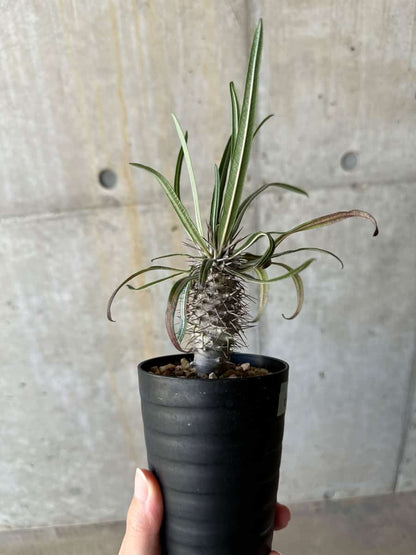 【現品限り】パキポディウム・ゲアイー【D67】 Pachypodium geayi