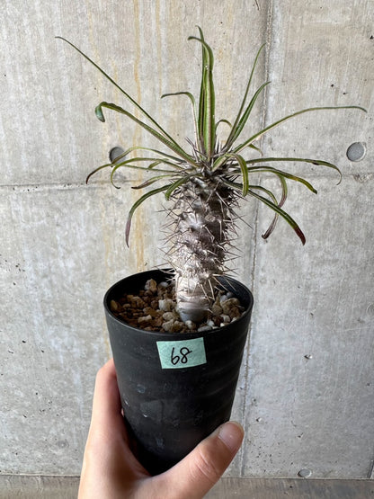 【現品限り】パキポディウム・ゲアイー【D68】 Pachypodium geayi