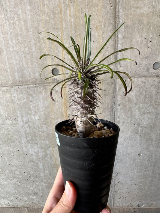 【現品限り】パキポディウム・ゲアイー【D68】 Pachypodium geayi