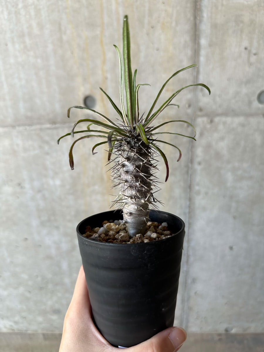 【現品限り】パキポディウム・ゲアイー【D68】 Pachypodium geayi