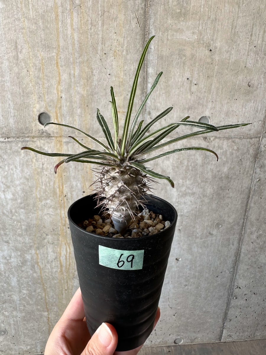 【現品限り】パキポディウム・ゲアイー【D69】 Pachypodium geayi
