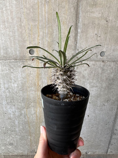 【現品限り】パキポディウム・ゲアイー【D69】 Pachypodium geayi