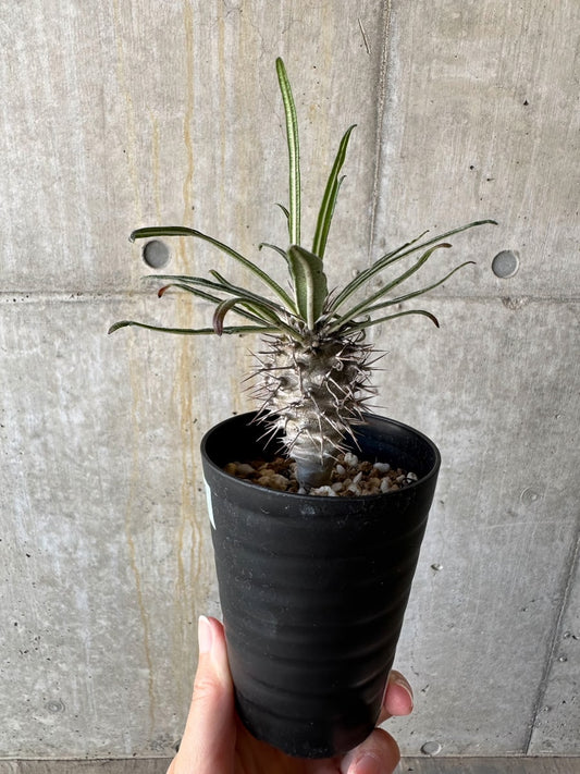 【現品限り】パキポディウム・ゲアイー【D69】 Pachypodium geayi