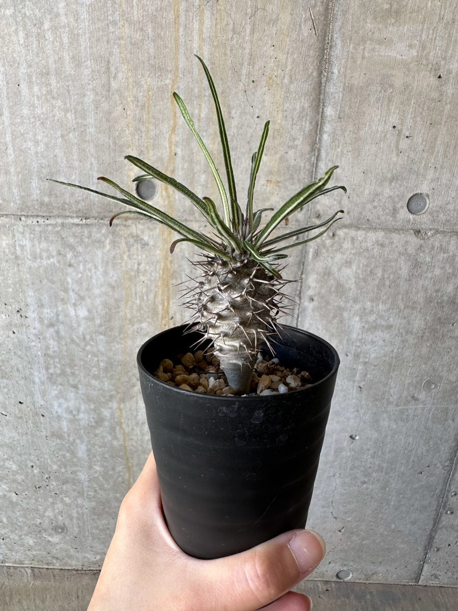 【現品限り】パキポディウム・ゲアイー【D69】 Pachypodium geayi