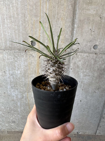 【現品限り】パキポディウム・ゲアイー【D69】 Pachypodium geayi