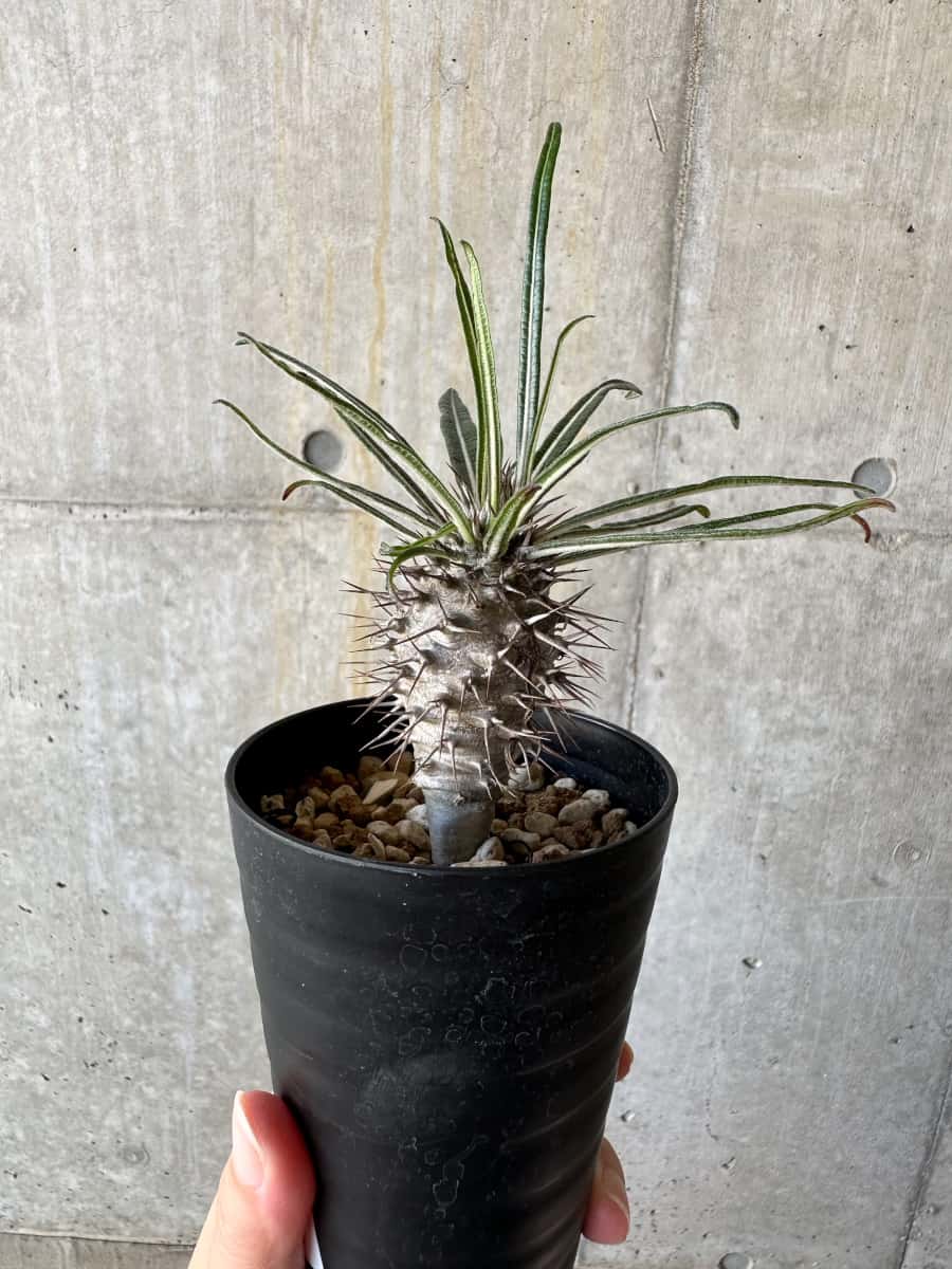 【現品限り】パキポディウム・ゲアイー【D69】 Pachypodium geayi