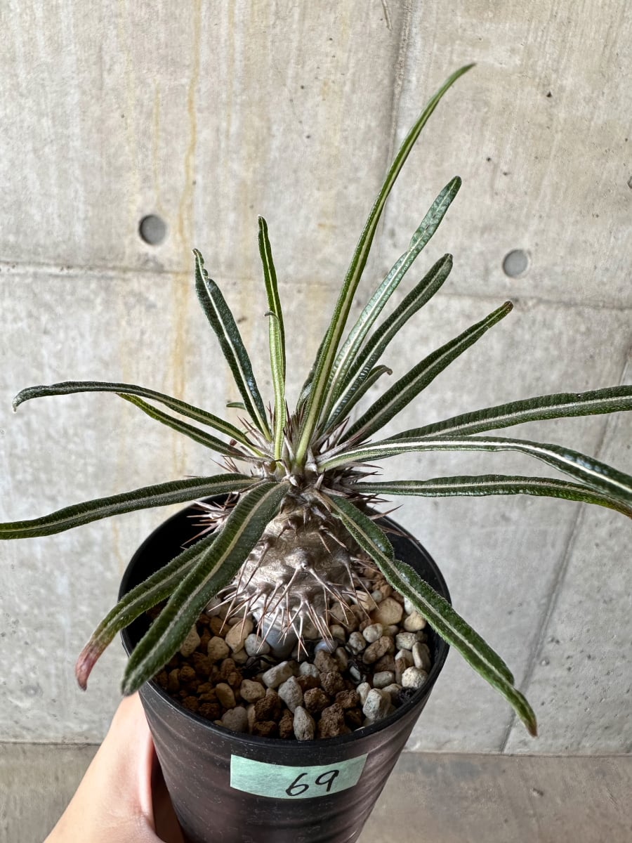 【現品限り】パキポディウム・ゲアイー【D69】 Pachypodium geayi