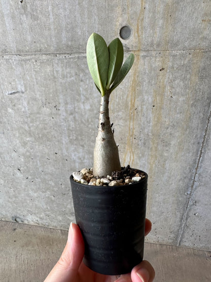 【現品限り】アデニウム・アラビカム(TDD)【D6】 Adenium arabicum(TDD)