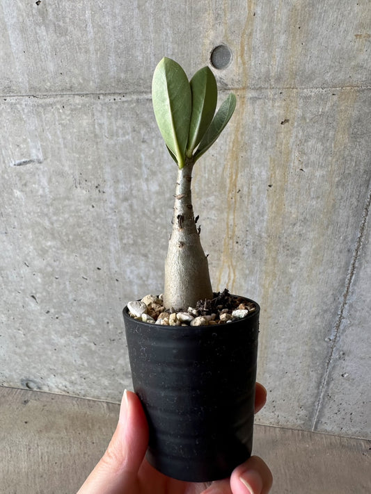 【現品限り】アデニウム・アラビカム(TDD)【D6】 Adenium arabicum(TDD)