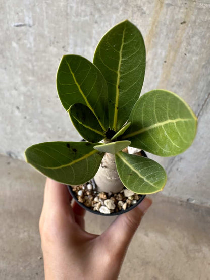 【現品限り】アデニウム・アラビカム(TDD)【D6】 Adenium arabicum(TDD)