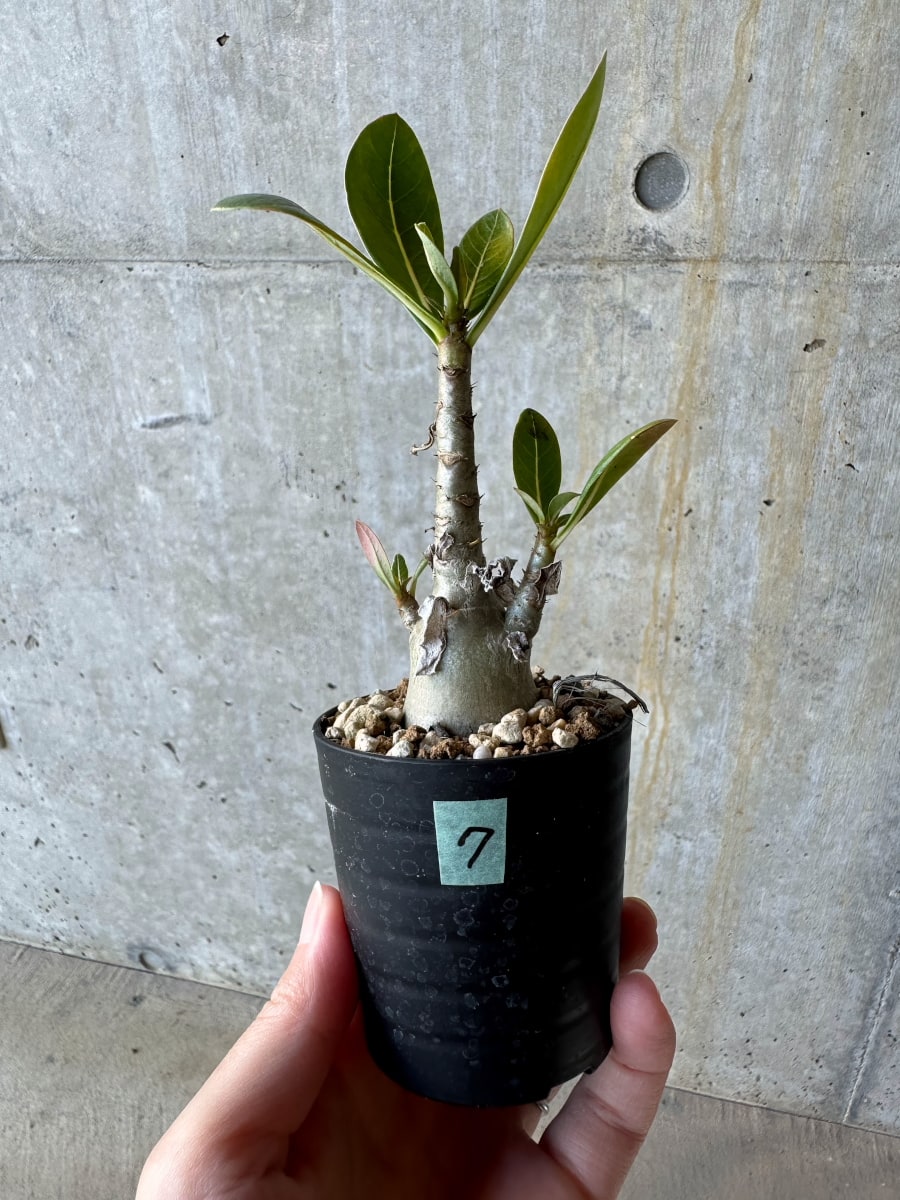 【現品限り】アデニウム・アラビカム(TDD)【D7】 Adenium arabicum(TDD)