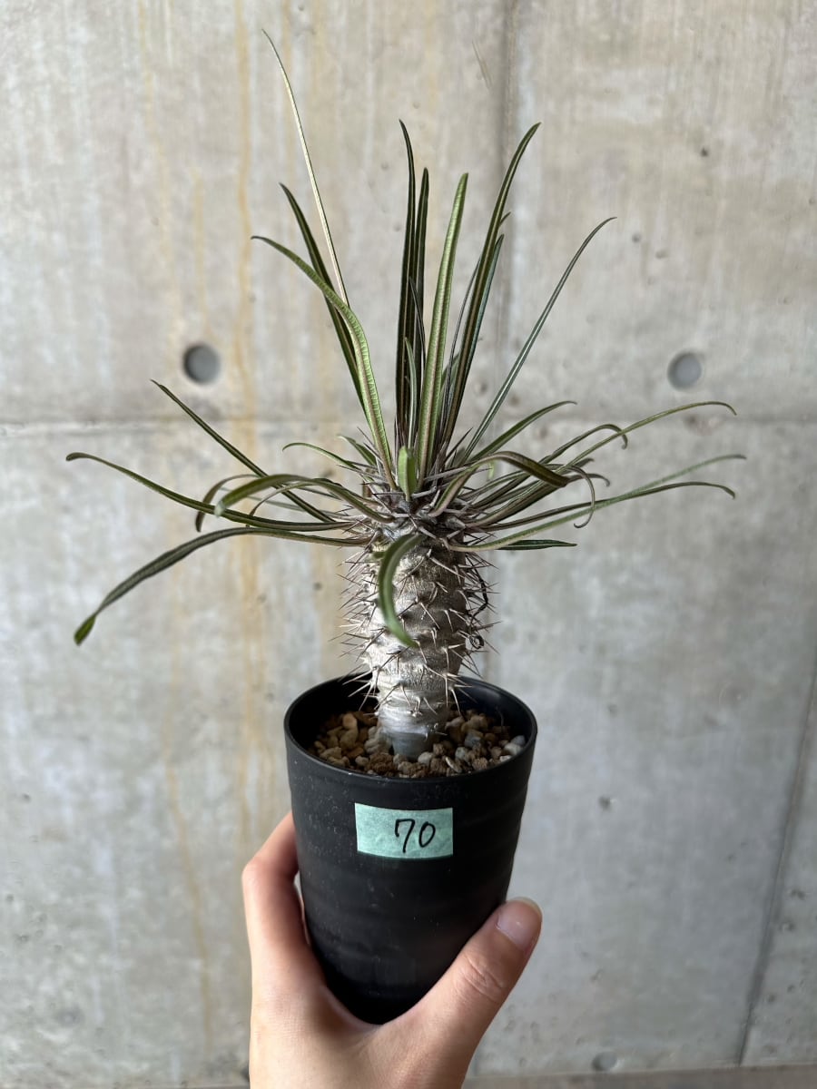 【現品限り】パキポディウム・ゲアイー【D70】 Pachypodium geayi