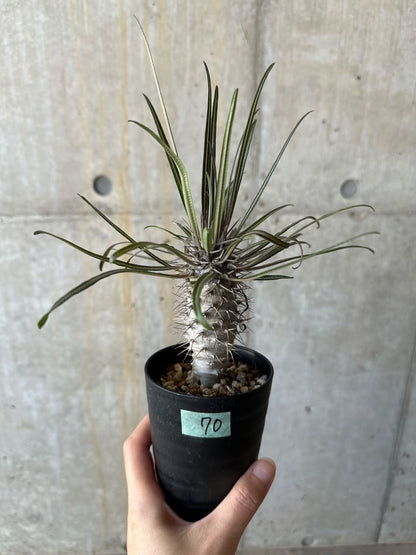 【現品限り】パキポディウム・ゲアイー【D70】 Pachypodium geayi