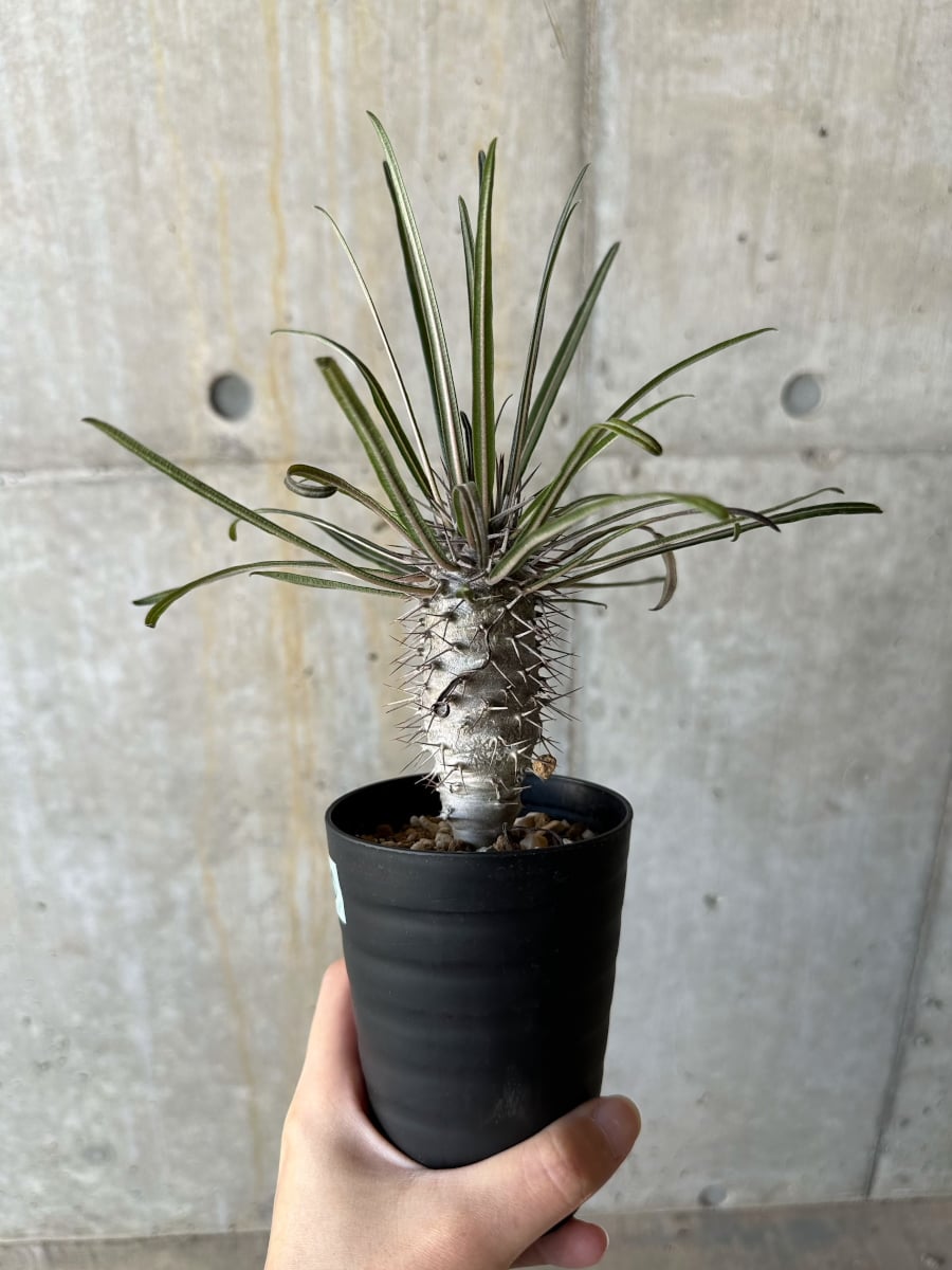 現品限り】パキポディウム・ゲアイー【D70】 Pachypodium geayi 塊根