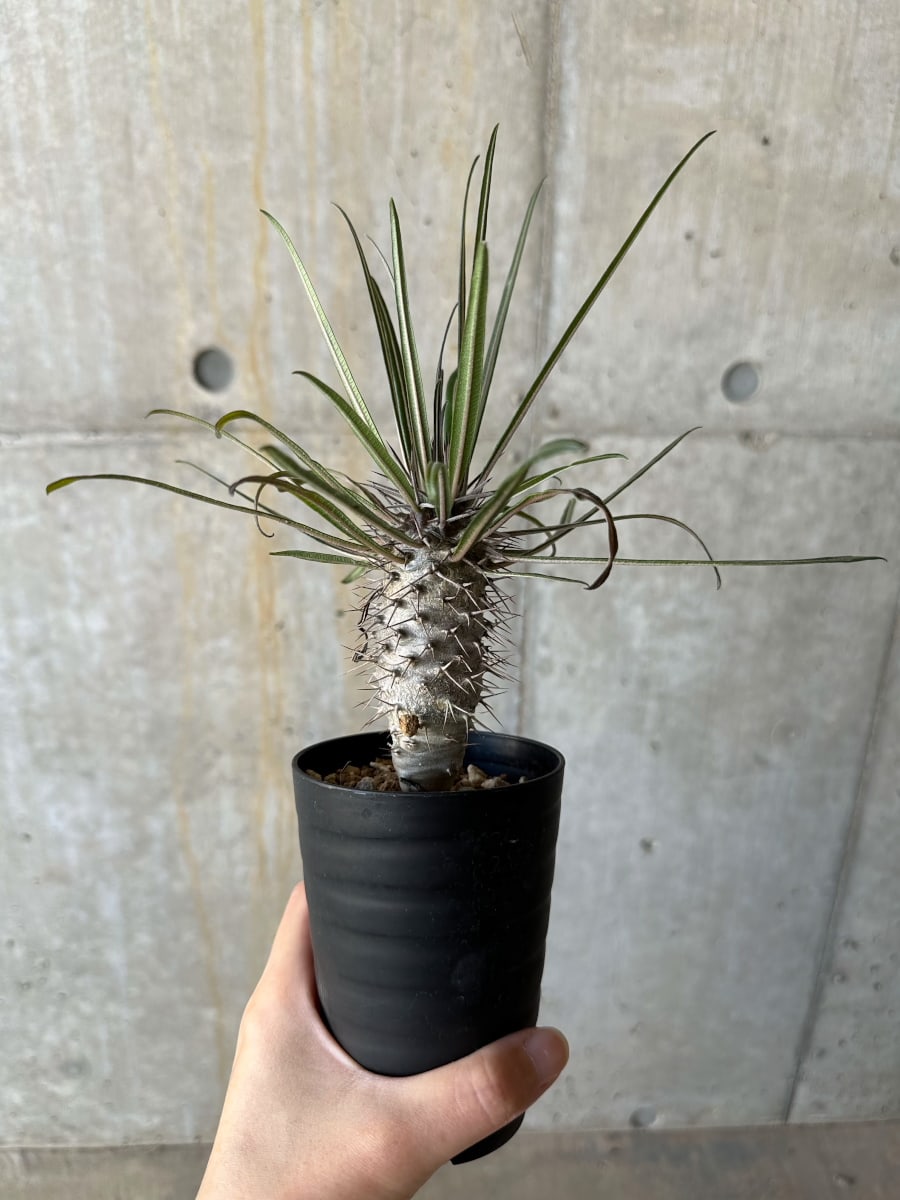 現品限り】パキポディウム・ゲアイー【D70】 Pachypodium geayi 塊根