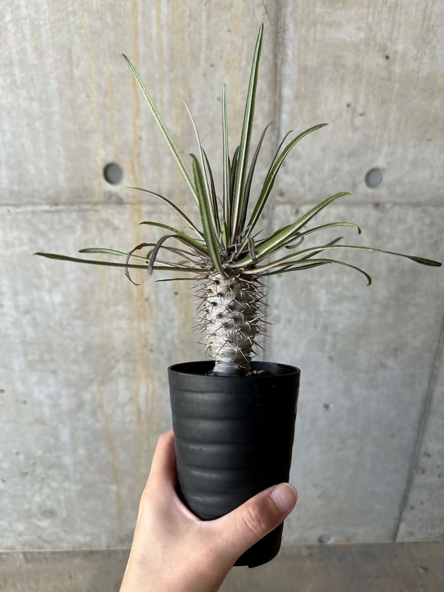 現品限り】パキポディウム・ゲアイー【D70】 Pachypodium geayi 塊根