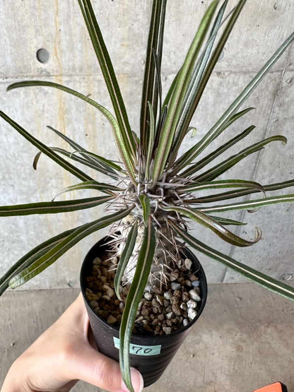 【現品限り】パキポディウム・ゲアイー【D70】 Pachypodium geayi