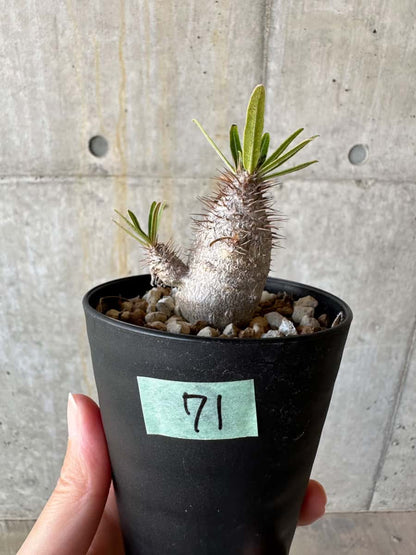 【現品限り】パキポディウム・グラキリス【D71】 Pachypodium gracilius