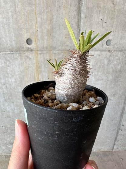 【現品限り】パキポディウム・グラキリス【D71】 Pachypodium gracilius