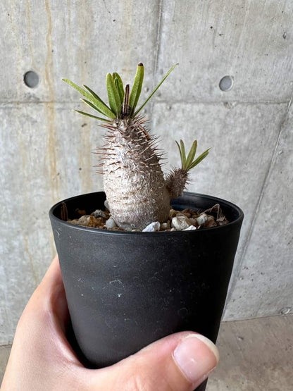 【現品限り】パキポディウム・グラキリス【D71】 Pachypodium gracilius