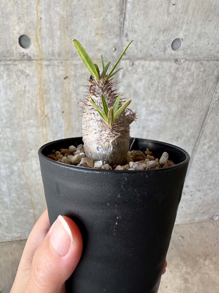 【現品限り】パキポディウム・グラキリス【D71】 Pachypodium gracilius