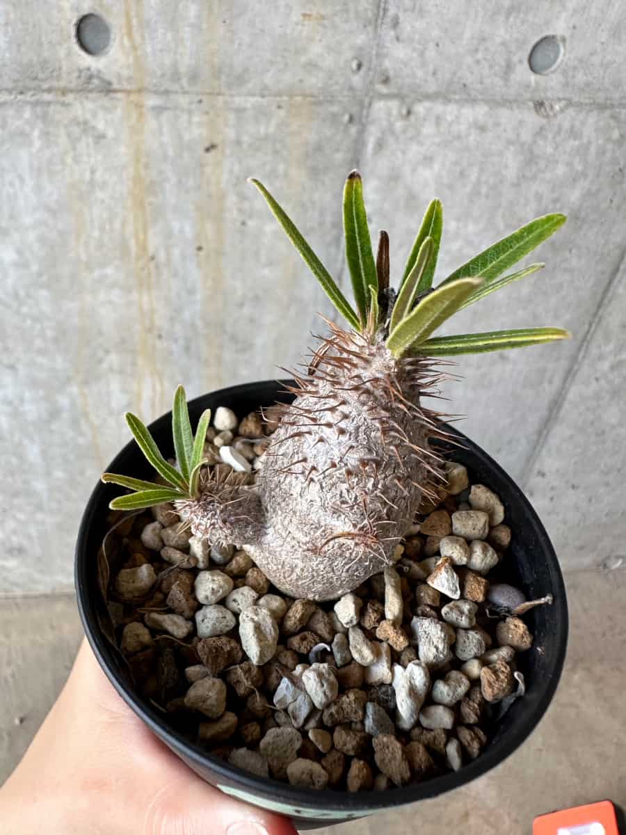 現品限り】パキポディウム・グラキリス【D71】 Pachypodium gracilius