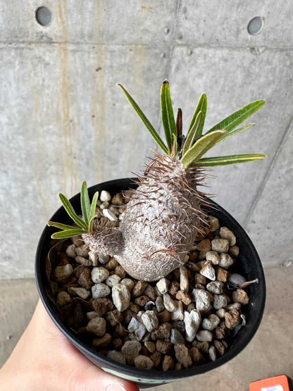 【現品限り】パキポディウム・グラキリス【D71】 Pachypodium gracilius