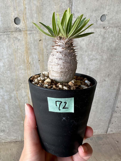 【現品限り】パキポディウム・グラキリス【D72】 Pachypodium gracilius