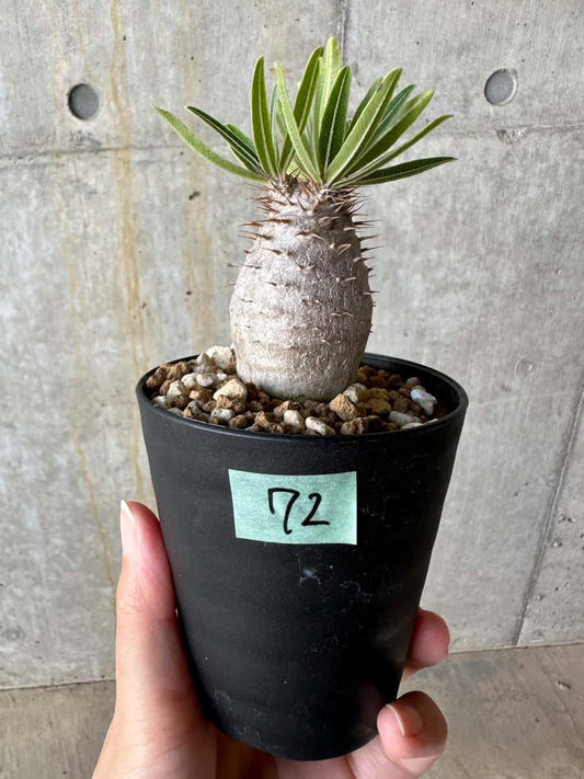 【現品限り】パキポディウム・グラキリス【D72】 Pachypodium gracilius