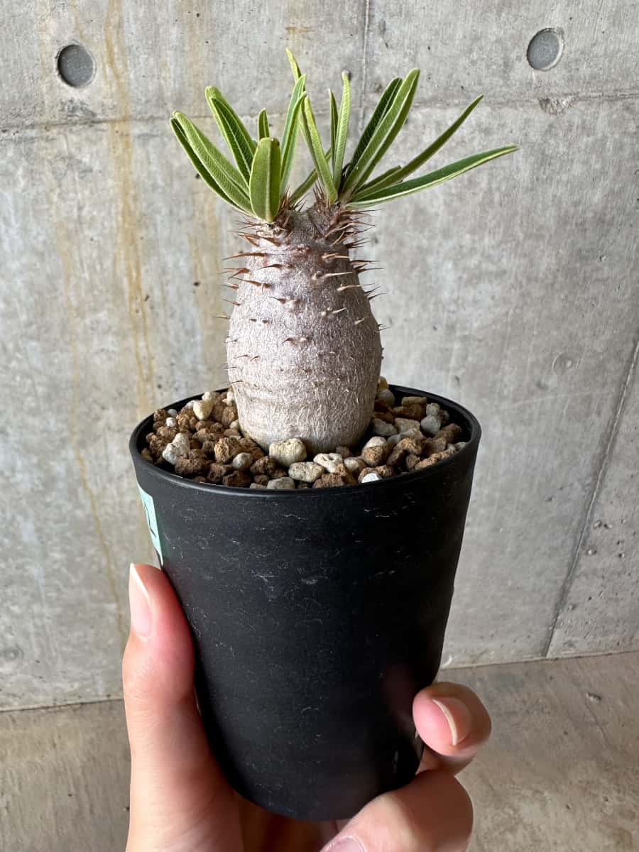 【現品限り】パキポディウム・グラキリス【D72】 Pachypodium gracilius