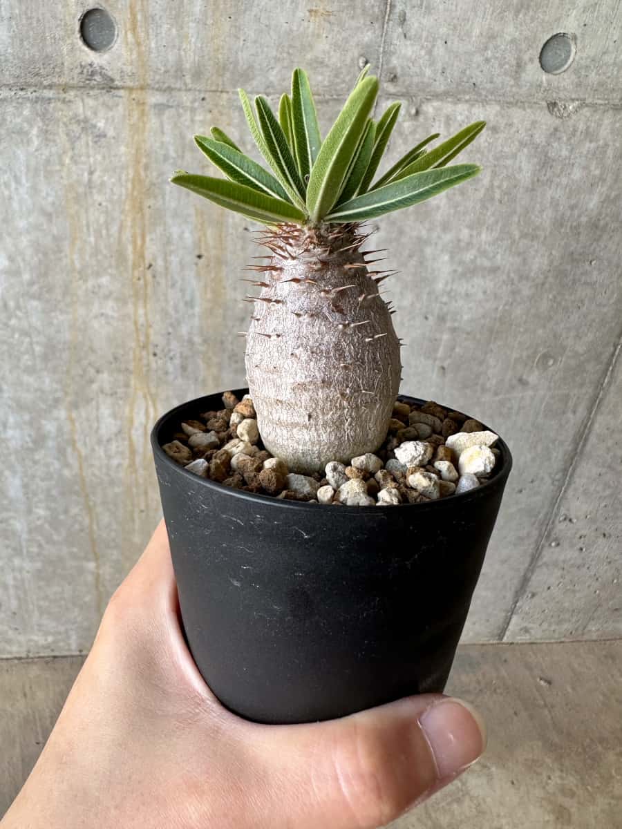 【現品限り】パキポディウム・グラキリス【D72】 Pachypodium gracilius