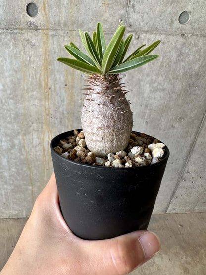 【現品限り】パキポディウム・グラキリス【D72】 Pachypodium gracilius