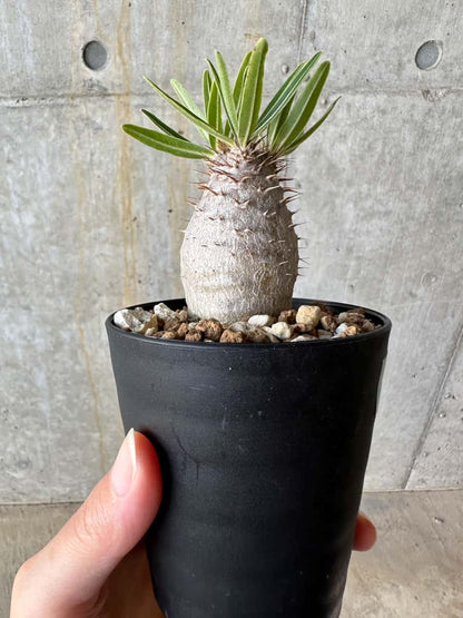 【現品限り】パキポディウム・グラキリス【D72】 Pachypodium gracilius