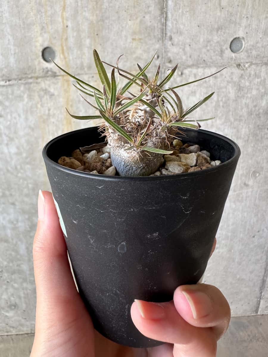 【現品限り】パキポディウム・グラキリス【D73】 Pachypodium gracilius