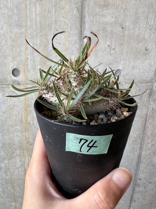 【現品限り】パキポディウム・グラキリス【D74】 Pachypodium gracilius