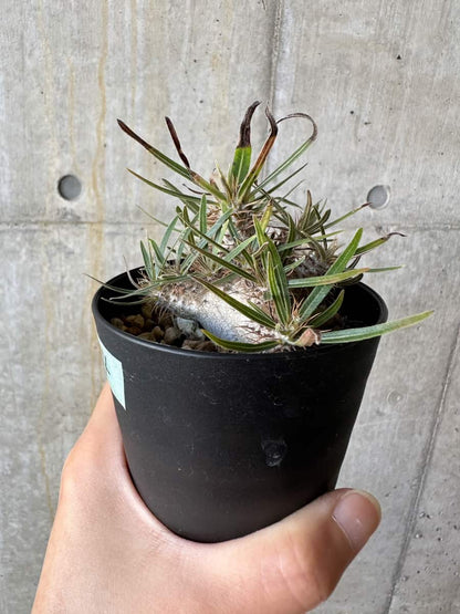 【現品限り】パキポディウム・グラキリス【D74】 Pachypodium gracilius