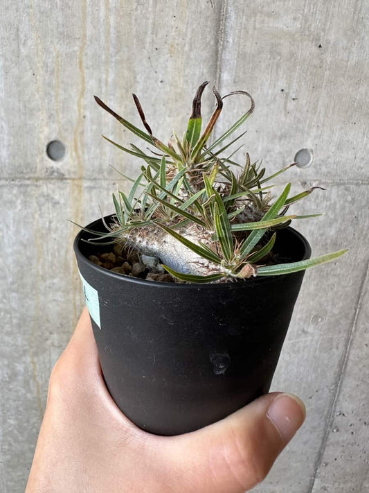 【現品限り】パキポディウム・グラキリス【D74】 Pachypodium gracilius