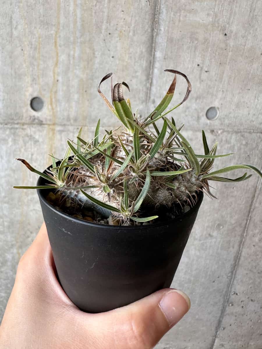 【現品限り】パキポディウム・グラキリス【D74】 Pachypodium gracilius