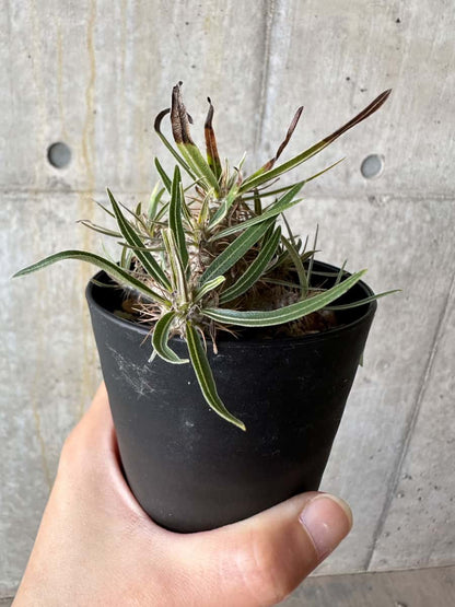 【現品限り】パキポディウム・グラキリス【D74】 Pachypodium gracilius
