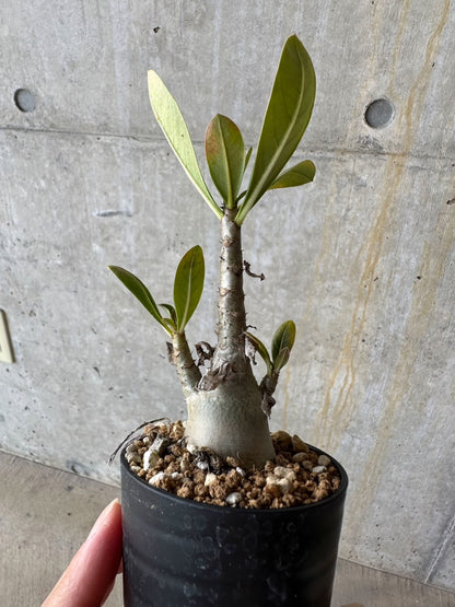 【現品限り】アデニウム・アラビカム(TDD)【D7】 Adenium arabicum(TDD)