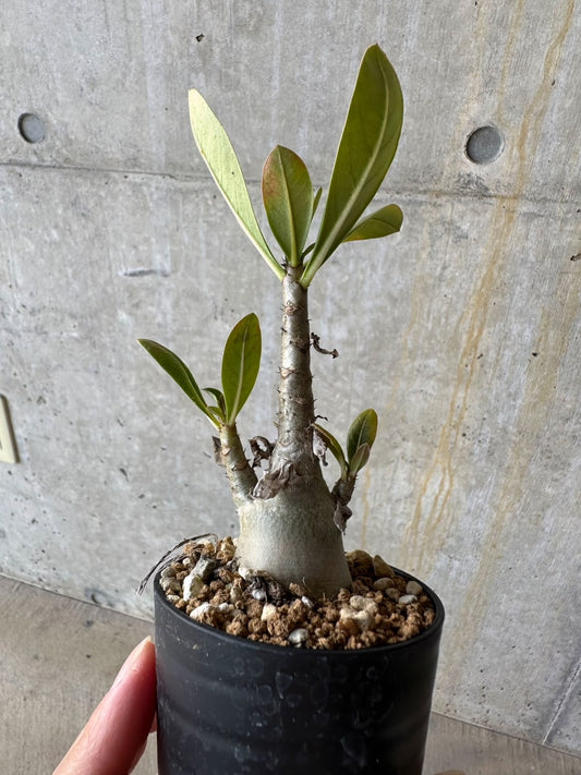【現品限り】アデニウム・アラビカム(TDD)【D7】 Adenium arabicum(TDD)
